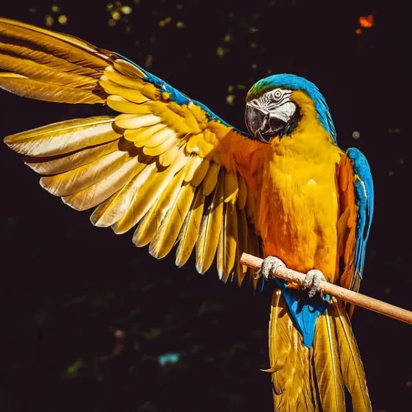 Making the Mundane Exotic: Imagination in Visual Merchandising